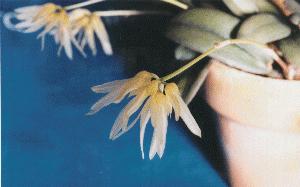 Cirrhopetalum purpurascens