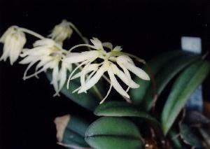 Cirrhopetalum purpurascens