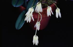 Cirrhopetalum purpurascens