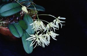 Cirrhopetalum purpurascens