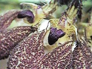 Cirrhopetalum rothschildianum