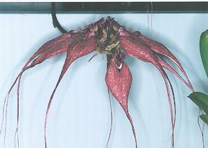 Cirrhopetalum rothschildianum