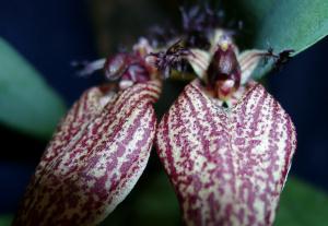 Cirrhopetalum rothschildianum 'MBG'