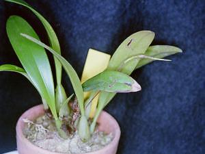 Cirrhopetalum scrarsii