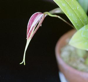 Cirrhopetalum scrarsii