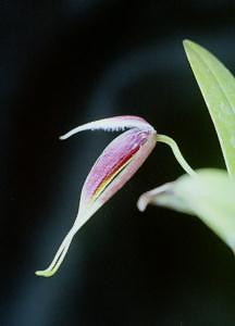 Cirrhopetalum scrarsii