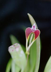 Cirrhopetalum scrarsii