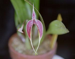 Cirrhopetalum scrarsii