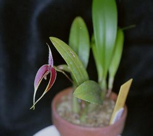 Cirrhopetalum scrarsii