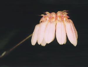 Cirrhopetalum spec.