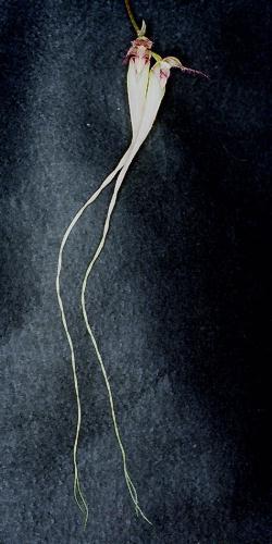 Cirrhopetalum spec. #2