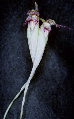 Cirrhopetalum spec. #2