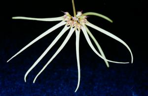 Cirrhopetalum spec. #3