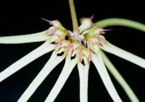 Cirrhopetalum spec. #3