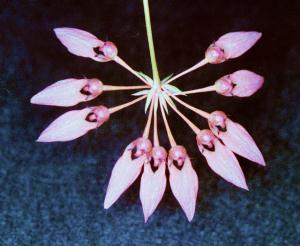 Cirrhopetalum spec. #4