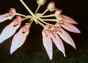 Cirrhopetalum spec. #4