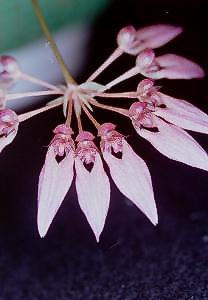 Cirrhopetalum spec. #4