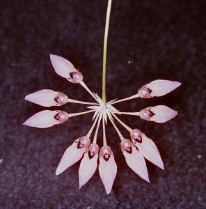 Cirrhopetalum spec. #4