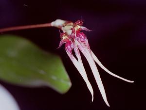 Cirrhopetalum Thouputi