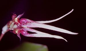 Cirrhopetalum Thouputi