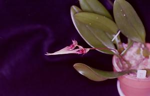 Cirrhopetalum Thouputi