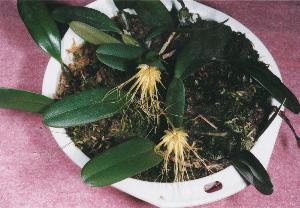 Cirrhopetalum vaginatum