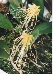 Cirrhopetalum vaginatum