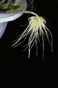 Cirrhopetalum vaginatum