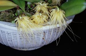 Cirrhopetalum vaginatum