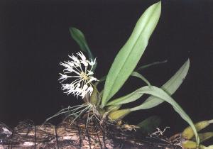 Cirrhopetalum verstrifolia(invoice)