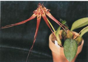 Cirrhopetalum wendlandianum'Abe'