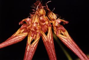 Cirrhopetalum wendlandianum'Abe'