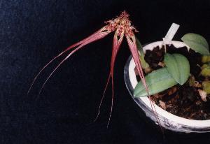 Cirrhopetalum wendlandianum'Abe'