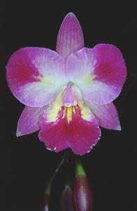 Cattleytonia Capri 'Lea'