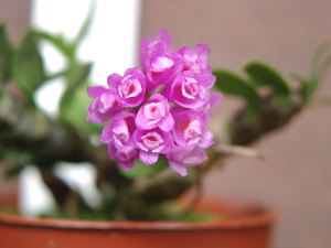 Dendrobium dichaeoides