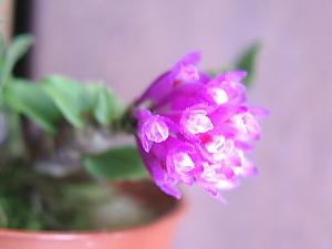 Dendrobium dichaeoides