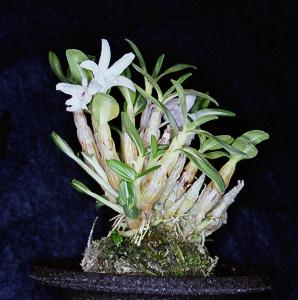 Dendrobium moniliforme(TENSHIMARU)