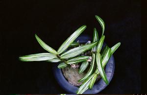 Dendrobium moniliforme()