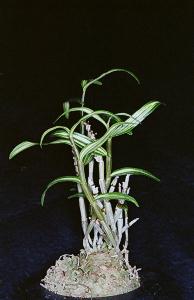 Dendrobium moniliforme()