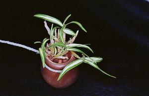 Dendrobium moniliforme()