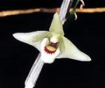 Dendrobium tosaense