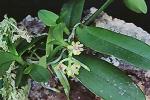 Gastrochilus japonicus              