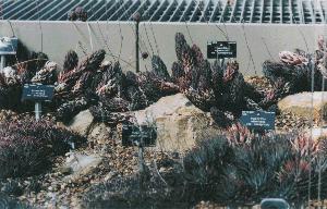 Haworthia at Kew No.2