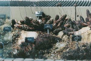 Haworthia at Kew No.1