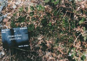 Haworthia at Kew No.3