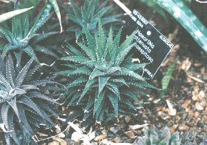 Haworthia at Kew No.4