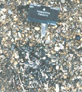 Haworthia at Kew No.6