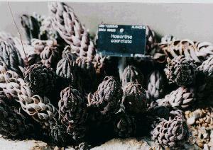 Haworthia at Kew No.8