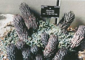 Haworthia at Kew No.9