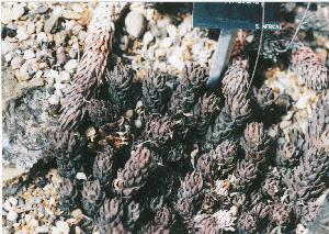Haworthia at Kew No.10
